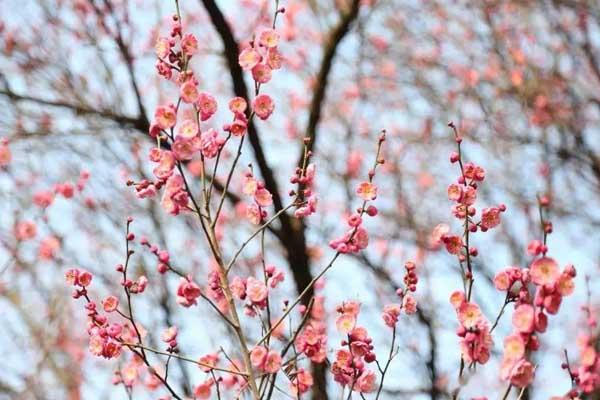 宜昌赏梅花的地方