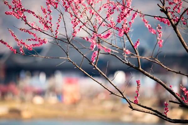 伊芦山梅园游玩攻略-门票价格-景点信息