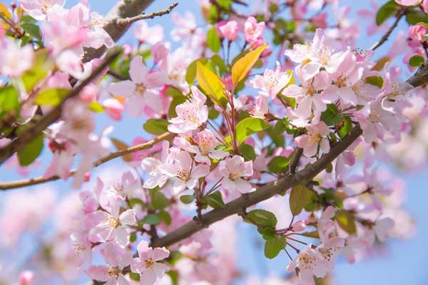 天津海棠花赏花地点在哪