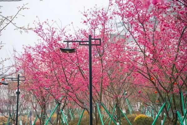 乐清看樱花的地方