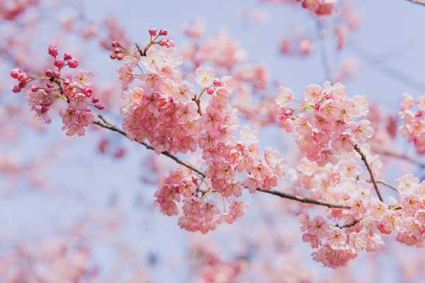 瑞安看樱花的地方(瑞安市樱花专卖店地址)