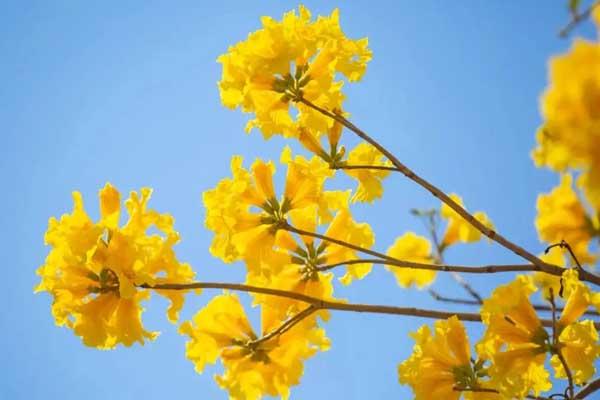 邛崃黄花风铃木在哪里